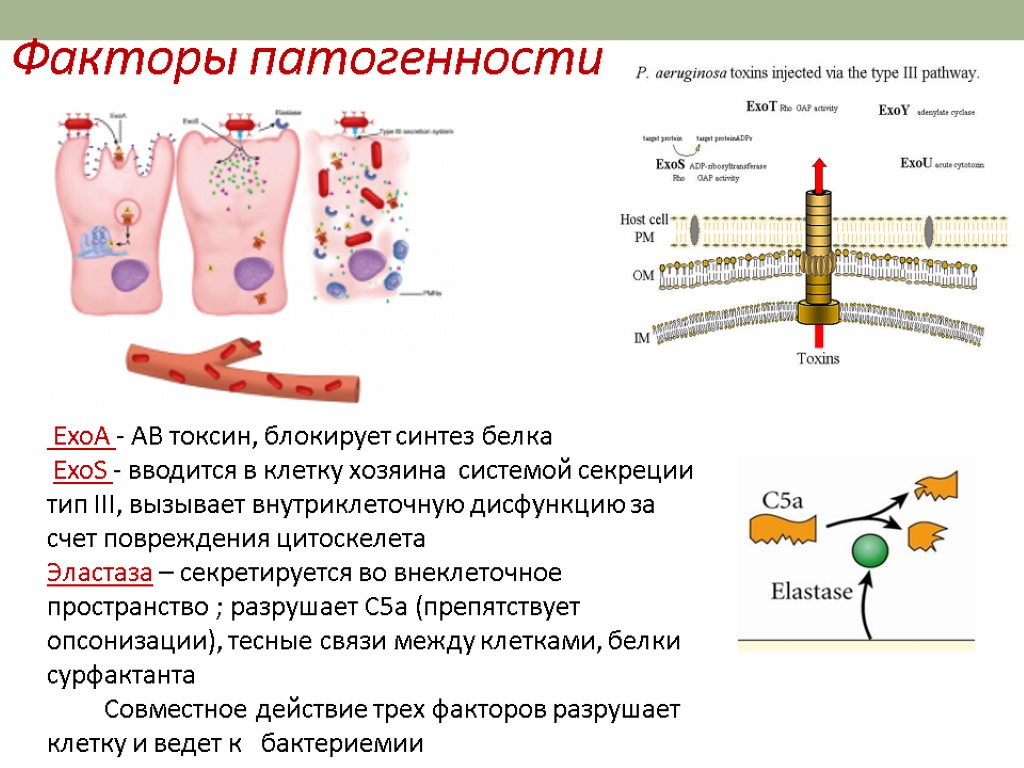 Факторы патогенности ExoA - AB токсин, блокирует синтез белка ExoS - вводится в клетку